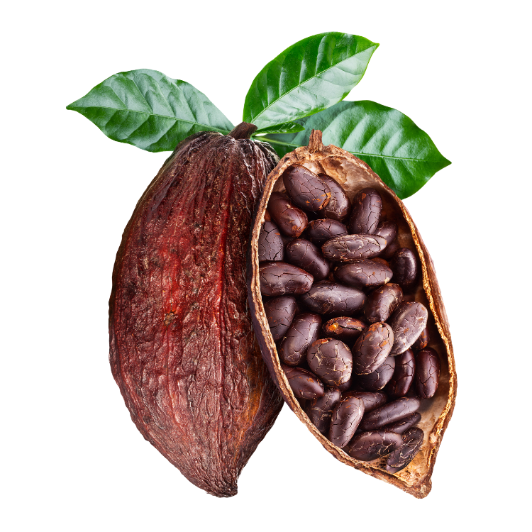 Cacao