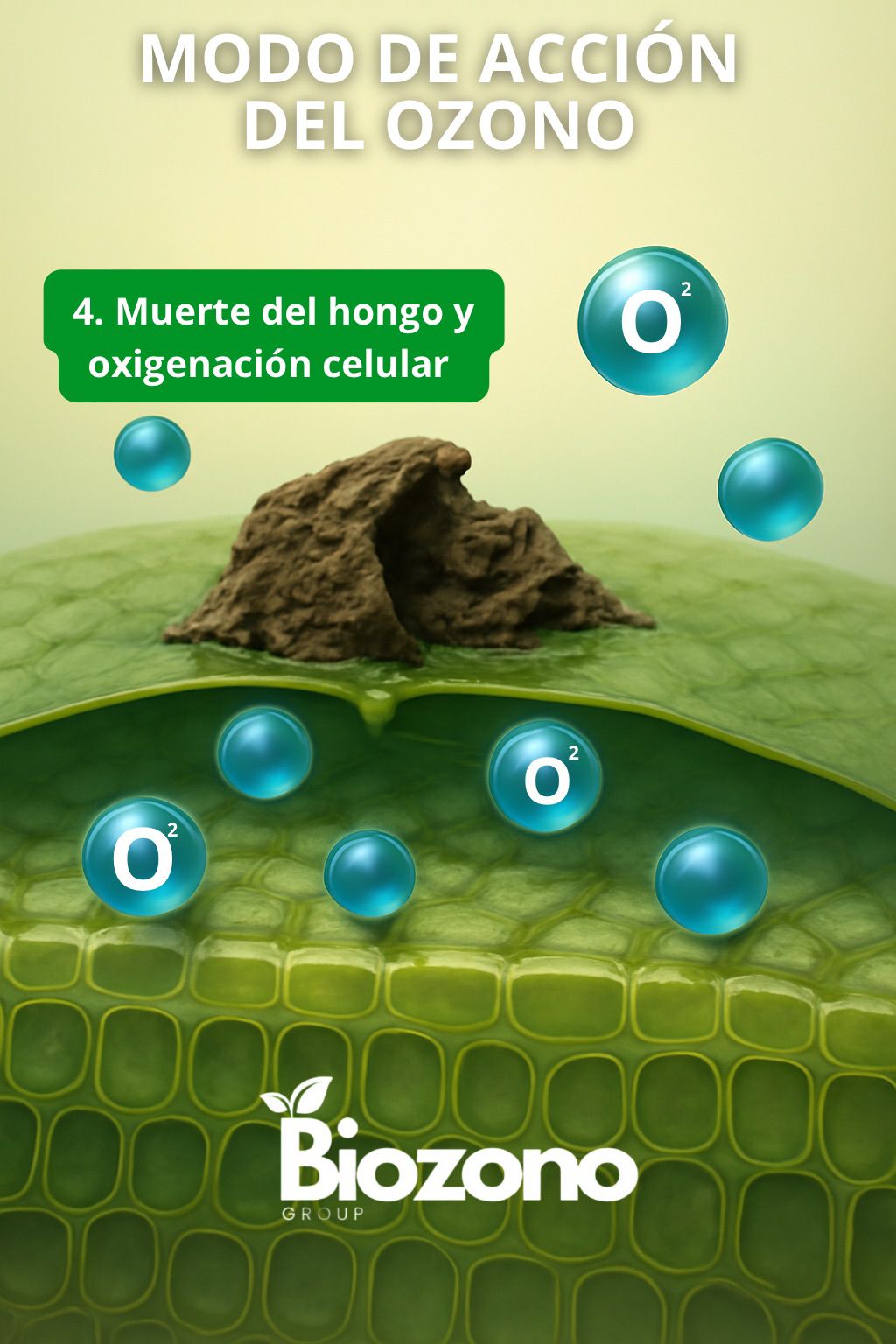 Modo de acción del ozono 3